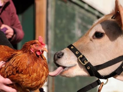 farmer parrs animal world fleetwood