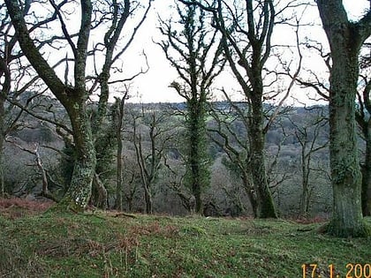 dendles wood park narodowy dartmoor