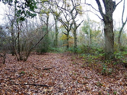 Kitchen Copse