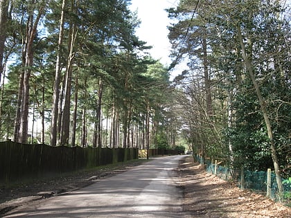 Swinley Forest Golf Club