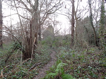 Coombe Hill Wood