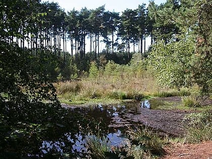 rezerwat przyrody black lake