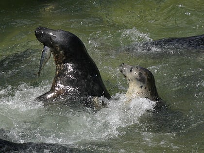 cornish seal sanctuary