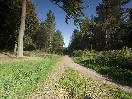 cannock chase