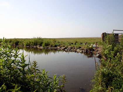 marismas salthouse north norfolk coast site of special scientific interest