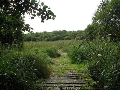 bure marshes national nature reserve norfolk broads