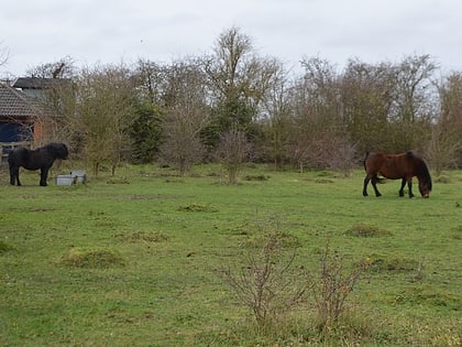 lancot meadow