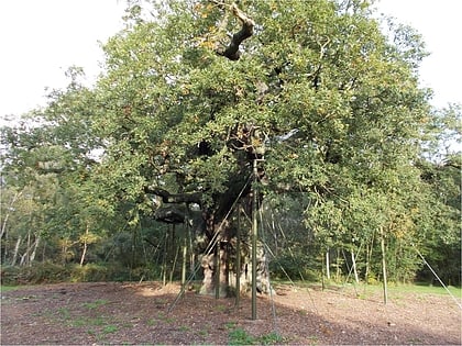 major oak edwinstowe