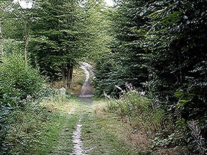 Great Wood and Dodd's Grove