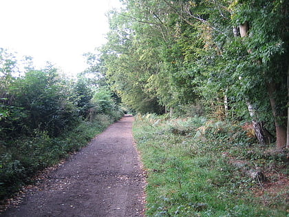 philipshill wood chilterns