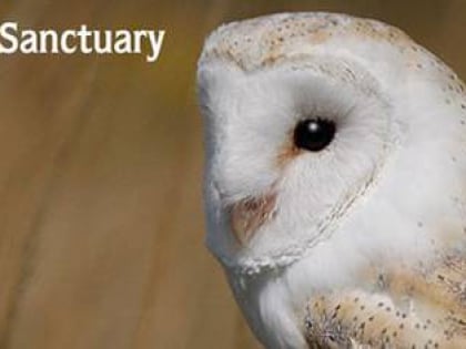 suffolk owl sanctuary debenham