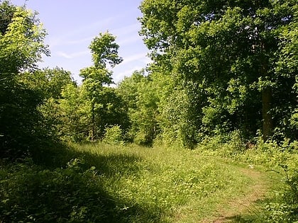 wolves wood