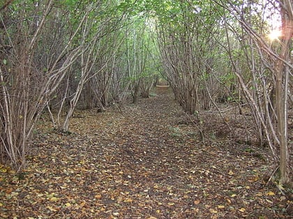 Reydon Wood