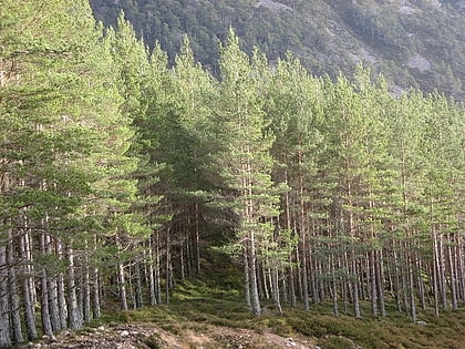 invereshie and inshriach national nature reserve parque nacional cairngorms