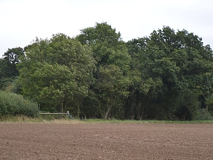 Balsham Wood