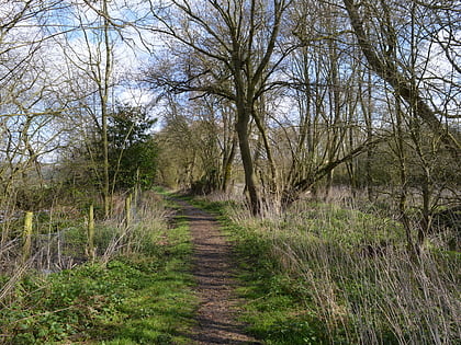 Rodbed Wood