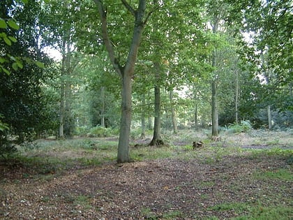 pamber forest tadley