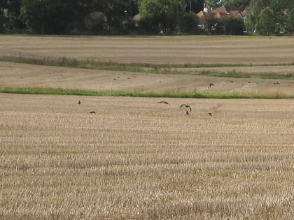 Arkley South Fields