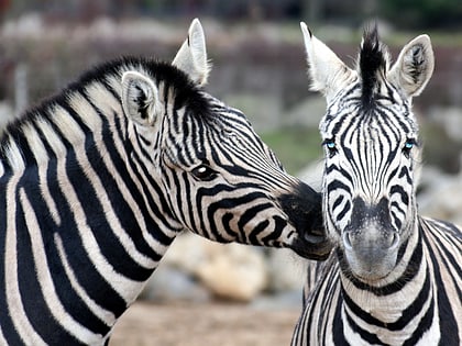 zoo de colchester