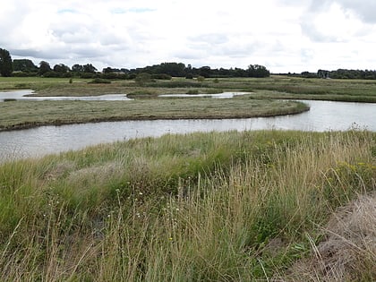 levington lagoon