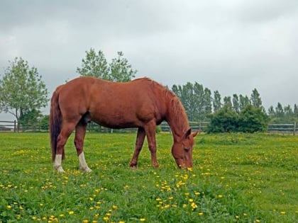 Raystede Centre for Animal Welfare