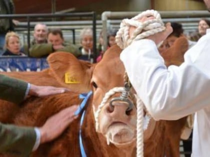 leyburn auction mart