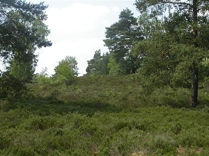witley common milford