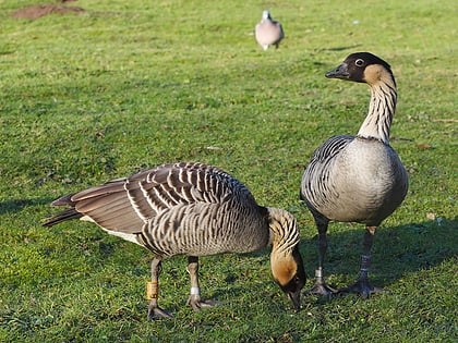 wwt slimbridge