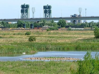 rezerwat przyrody portrack marsh middlesbrough