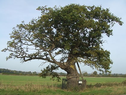 Kett's Oak