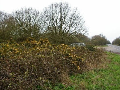 tiptree heath grays