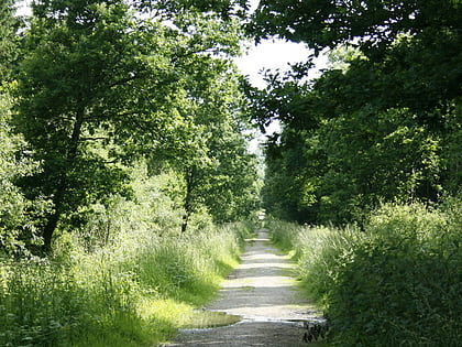 clanger wood westbury