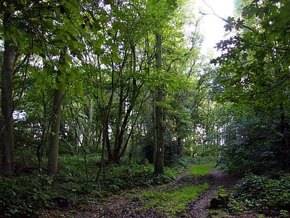 aston rowant woods chiltern hills