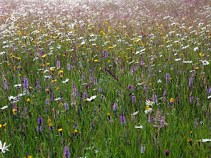 pentwyn farm grasslands