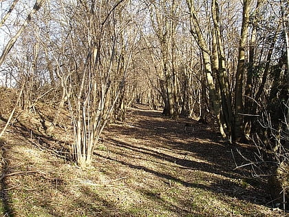 stockbury hill wood kent downs