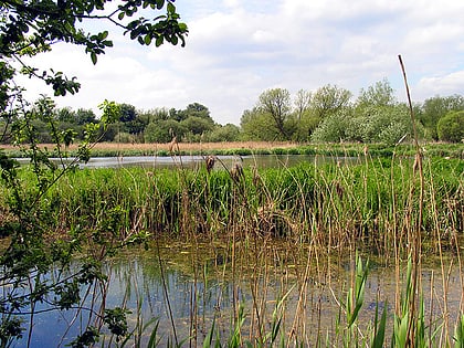 Thatcham Reed Beds