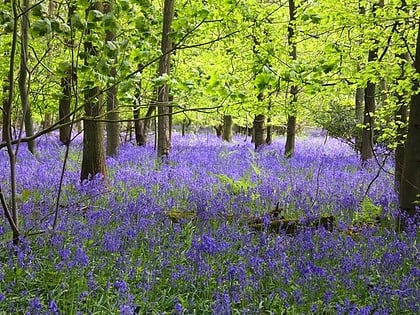 Cowleaze Wood