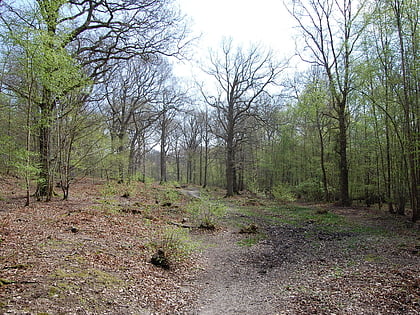 flatropers wood high weald area of outstanding natural beauty