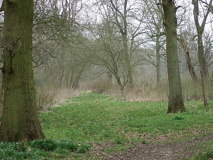 wayland wood