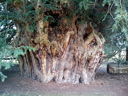 Ankerwycke Yew