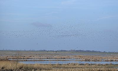 nene washes