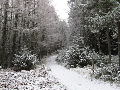 park lesny glenmore park narodowy cairngorms