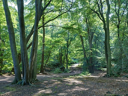 bosque de epping loughton