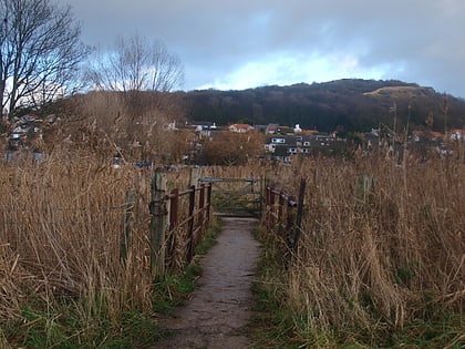 Bryn Euryn