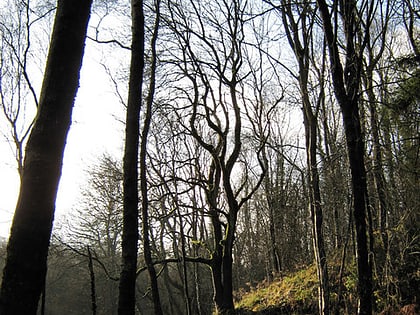 Narodowy Rezerwat Przyrody Lady Park Wood