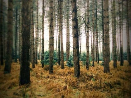 high ash thetford forest