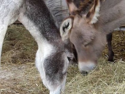 island farm donkey sanctuary wallingford
