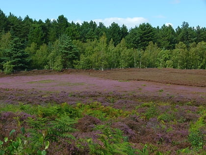 dersingham bog norfolk coast aonb