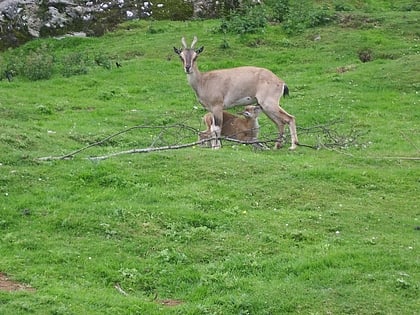 highland wildlife park parque nacional cairngorms