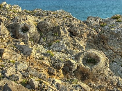 fossil forest lulworth